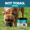 Dedicated probiotics and digestive enzymes for dogs, suitable for all breeds, supporting oral odor, digestion, and intestinal health as a supplement